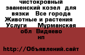 чистокровный зааненский козел  для вязки - Все города Животные и растения » Услуги   . Мурманская обл.,Видяево нп